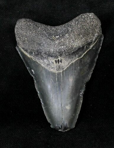 Serrated Megalodon Tooth #19864